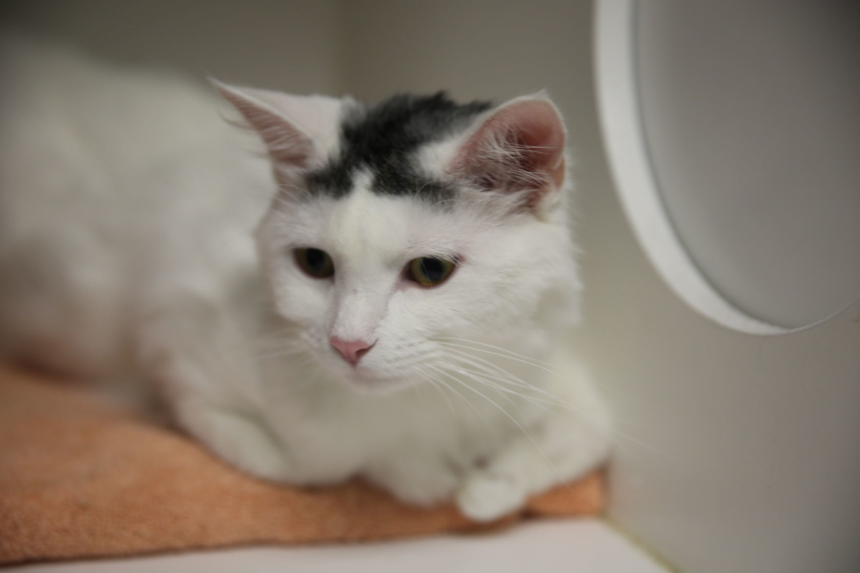 Atlantic County Animal Shelter's Clear the Shelter event Satuday, Aug. 17, 2019. The event runs through Sunday, Aug. 18.